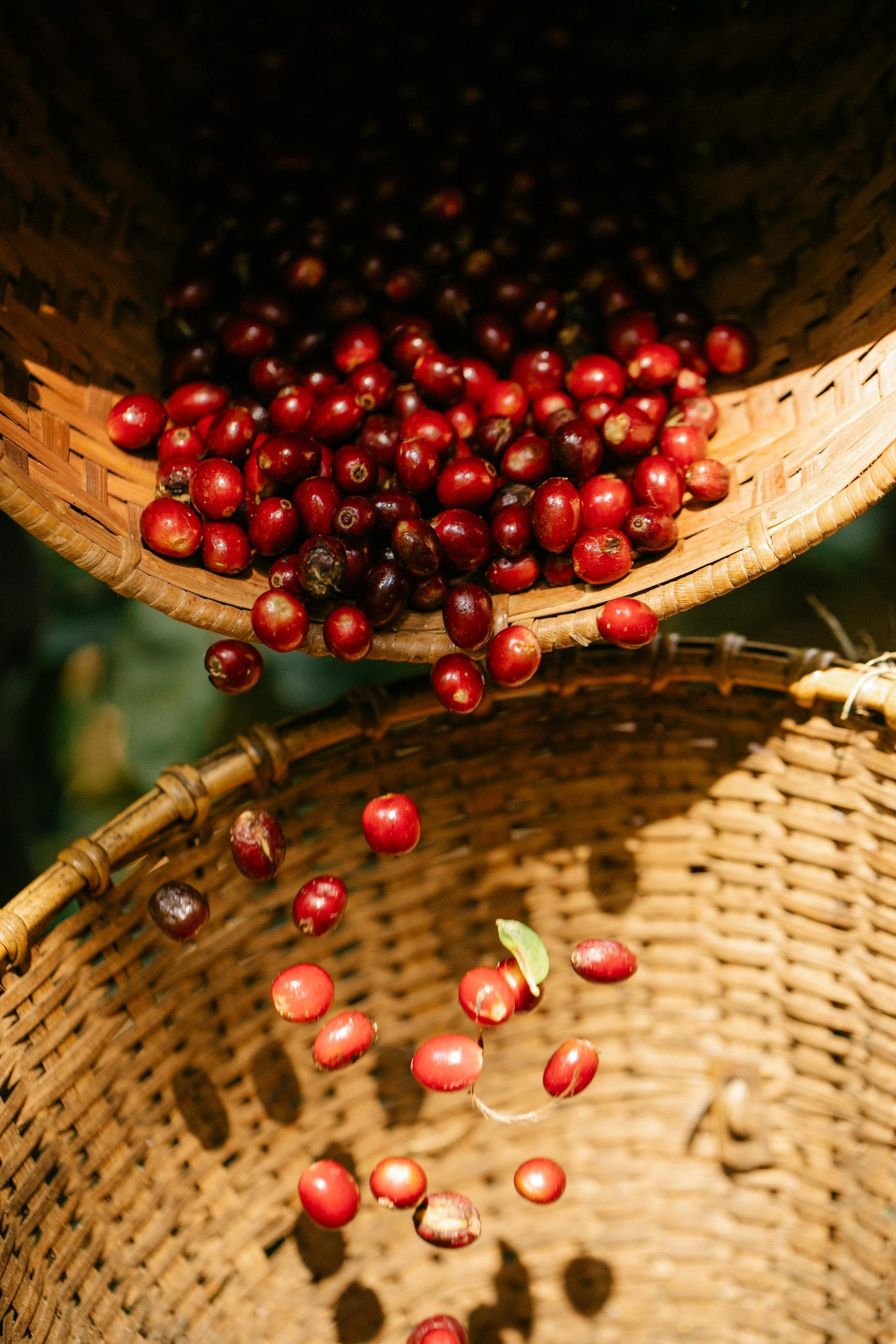 Premium Geisha coffee cherries freshly harvested in Chiriqui Panama highlands