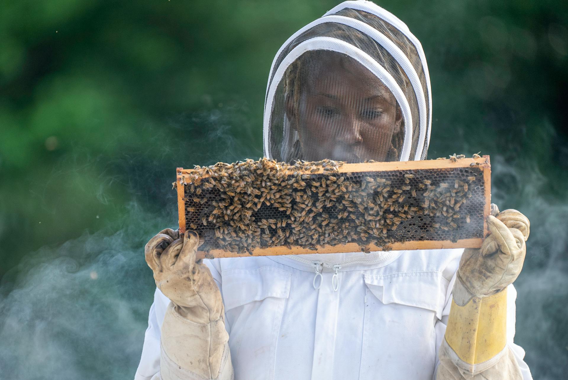 Artisan beekeeper harvesting honey in Boquete Panama highlands